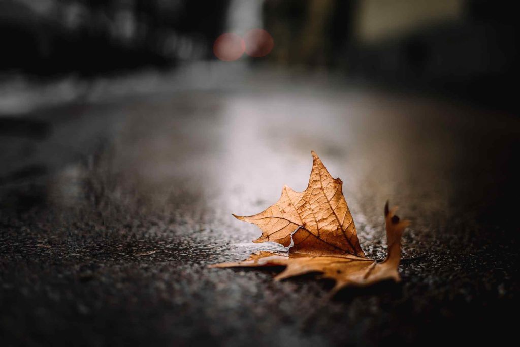 leaf on asphalt
